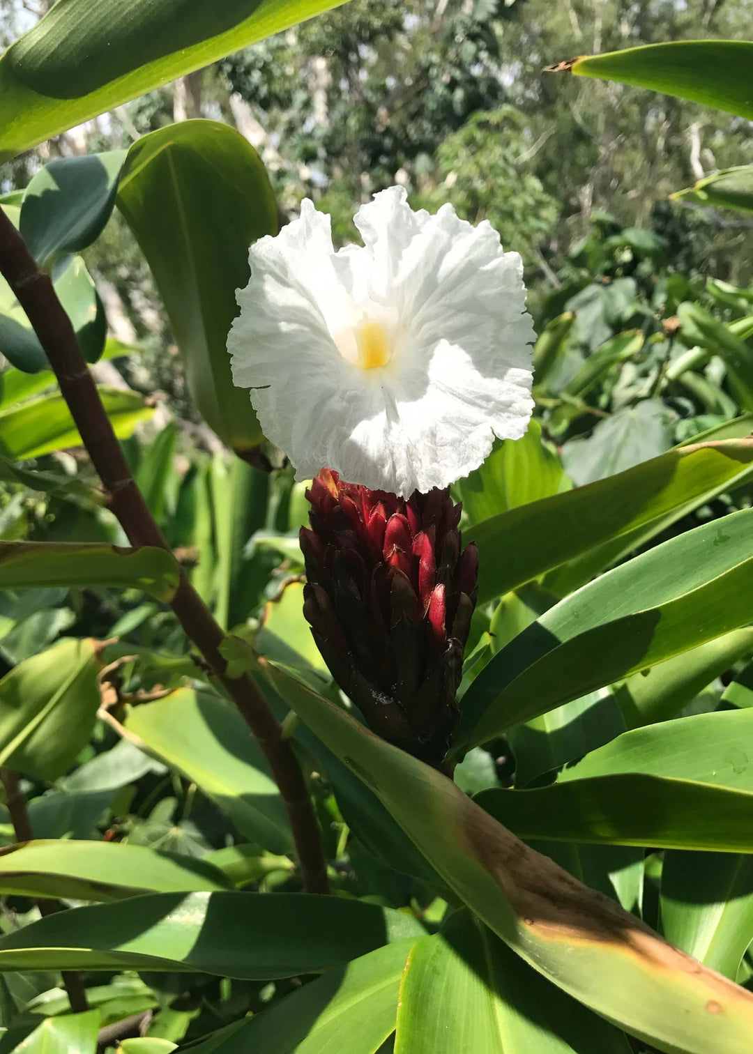 Hamilton Island Candle | Australian Island Botanicals