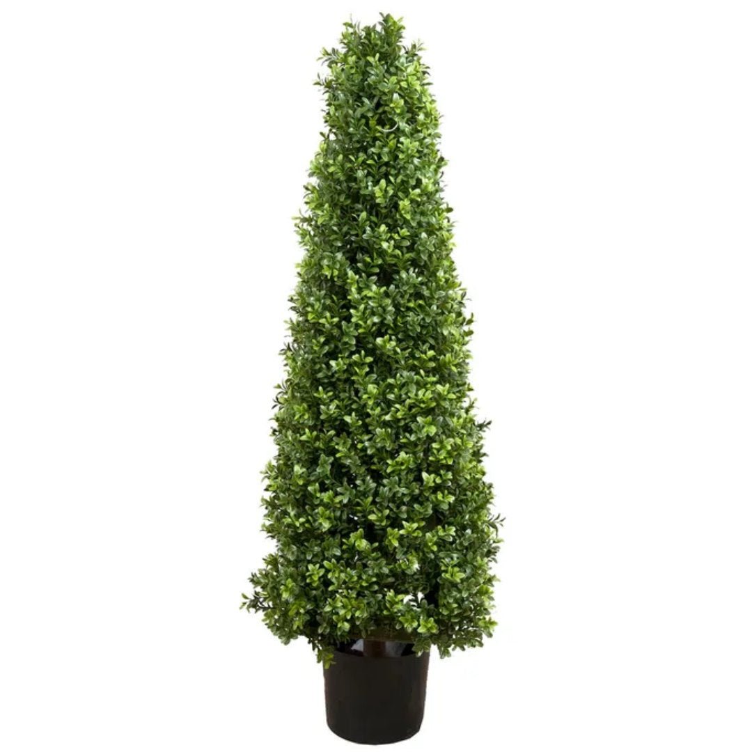 Boxwood Pyramid Tree | 1.0m - Suzie Anderson Home