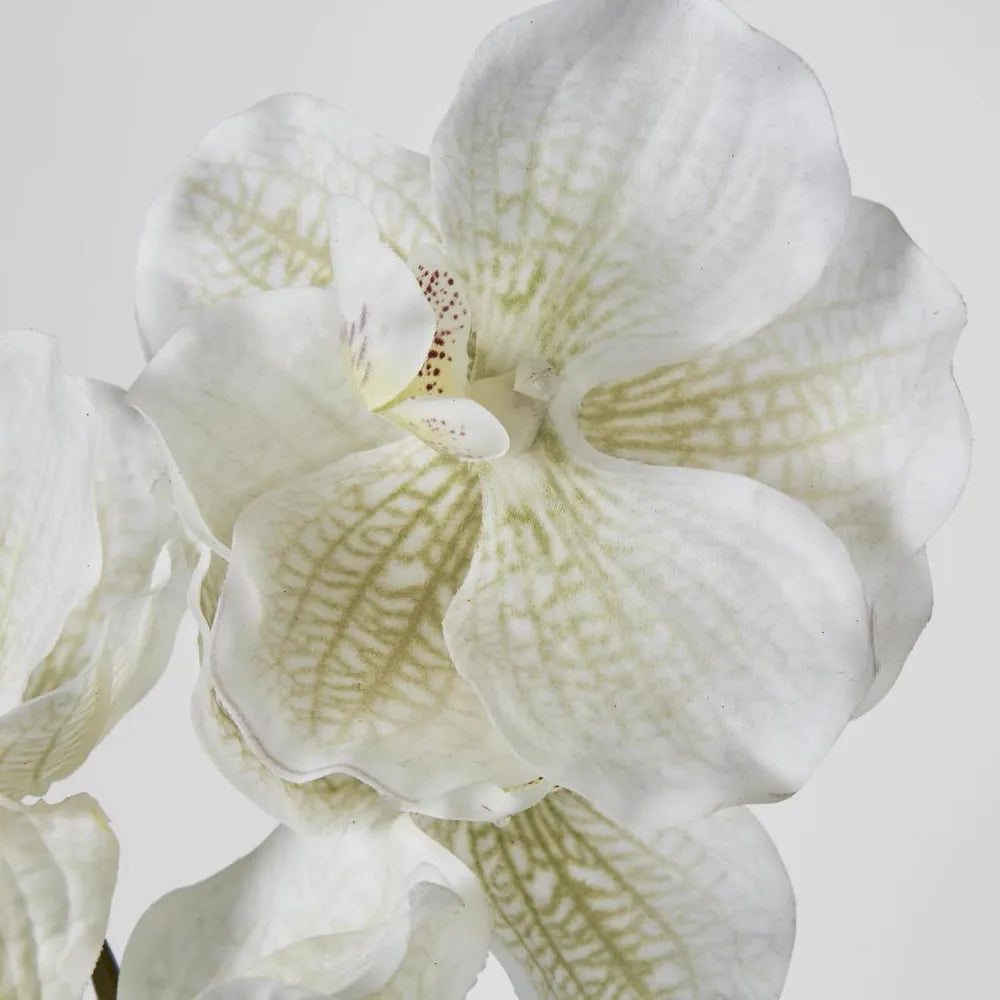 Orchid | White Real Touch | 78cm
