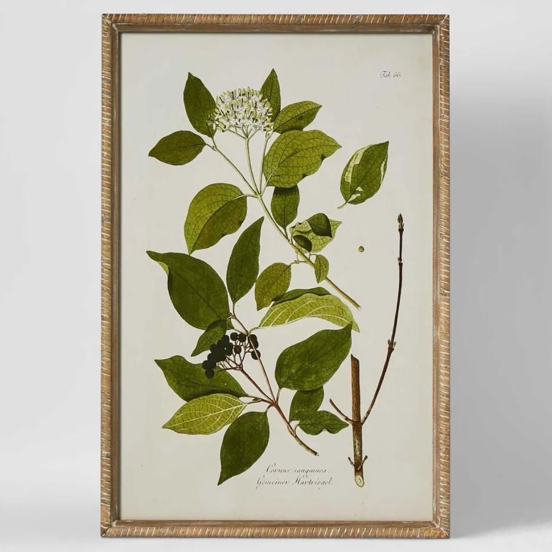 Greenhouse Botanical | B | 40 x 60cm - Suzie Anderson Home