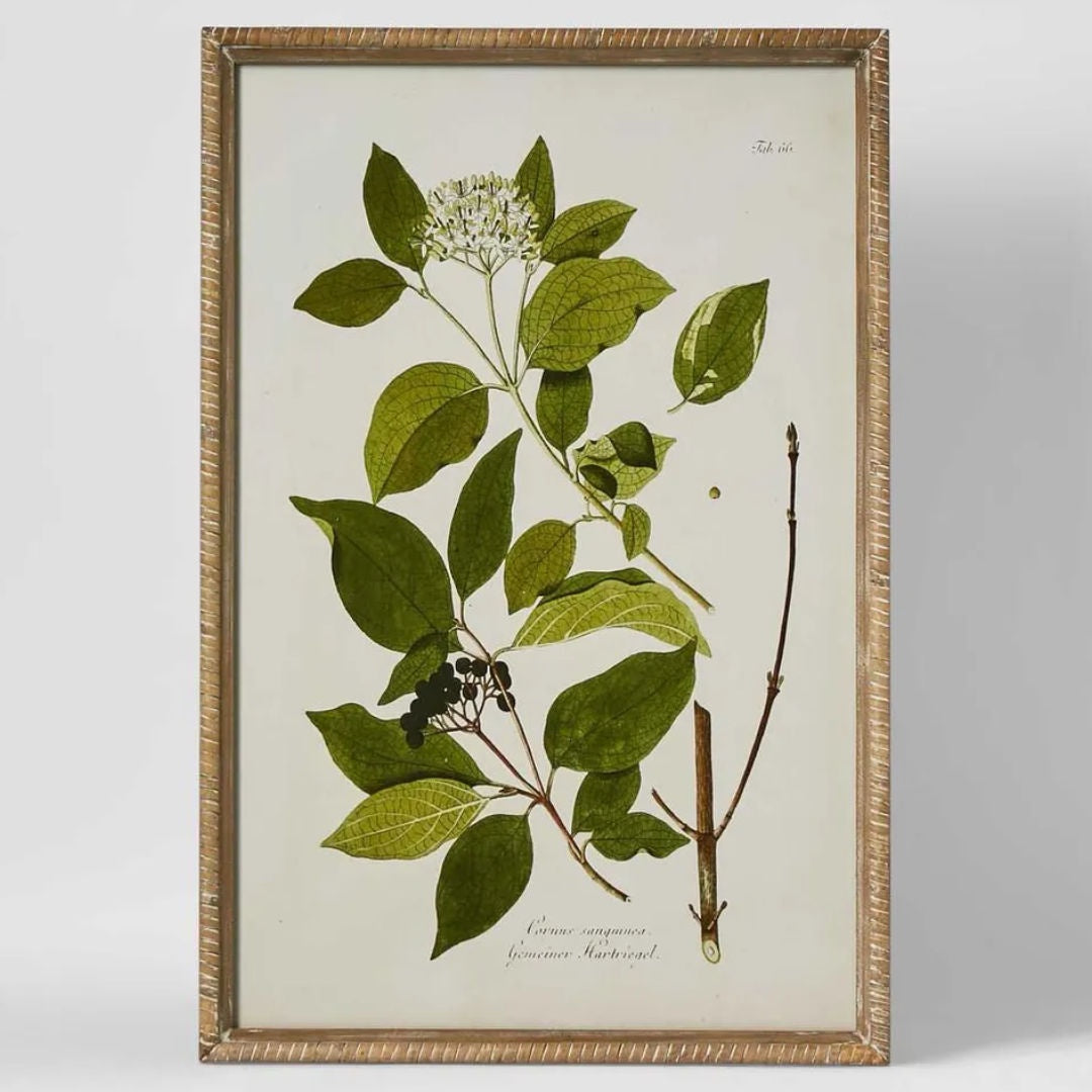 Greenhouse Botanical | B | 40 x 60cm