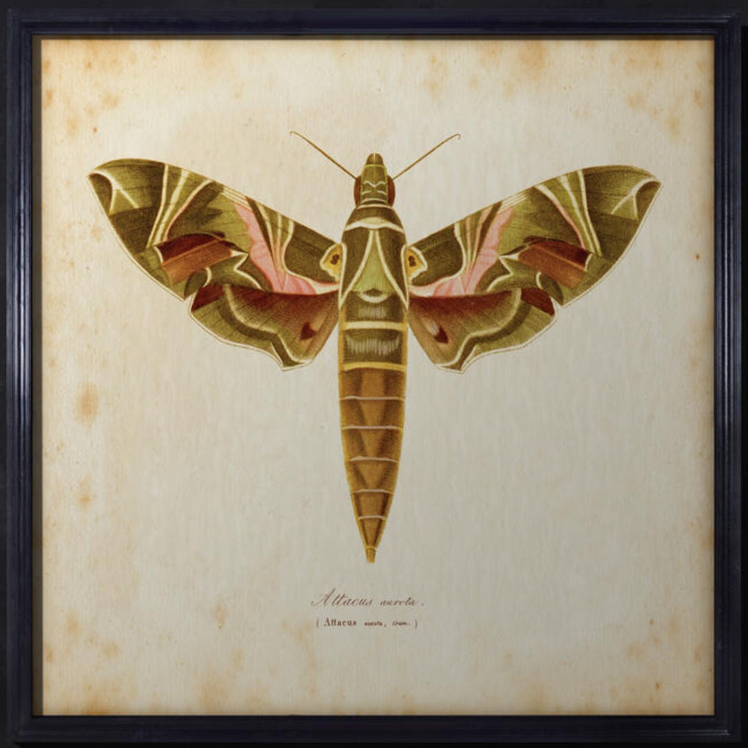 ESTATE Timothy Oulton Framed Print of Moth