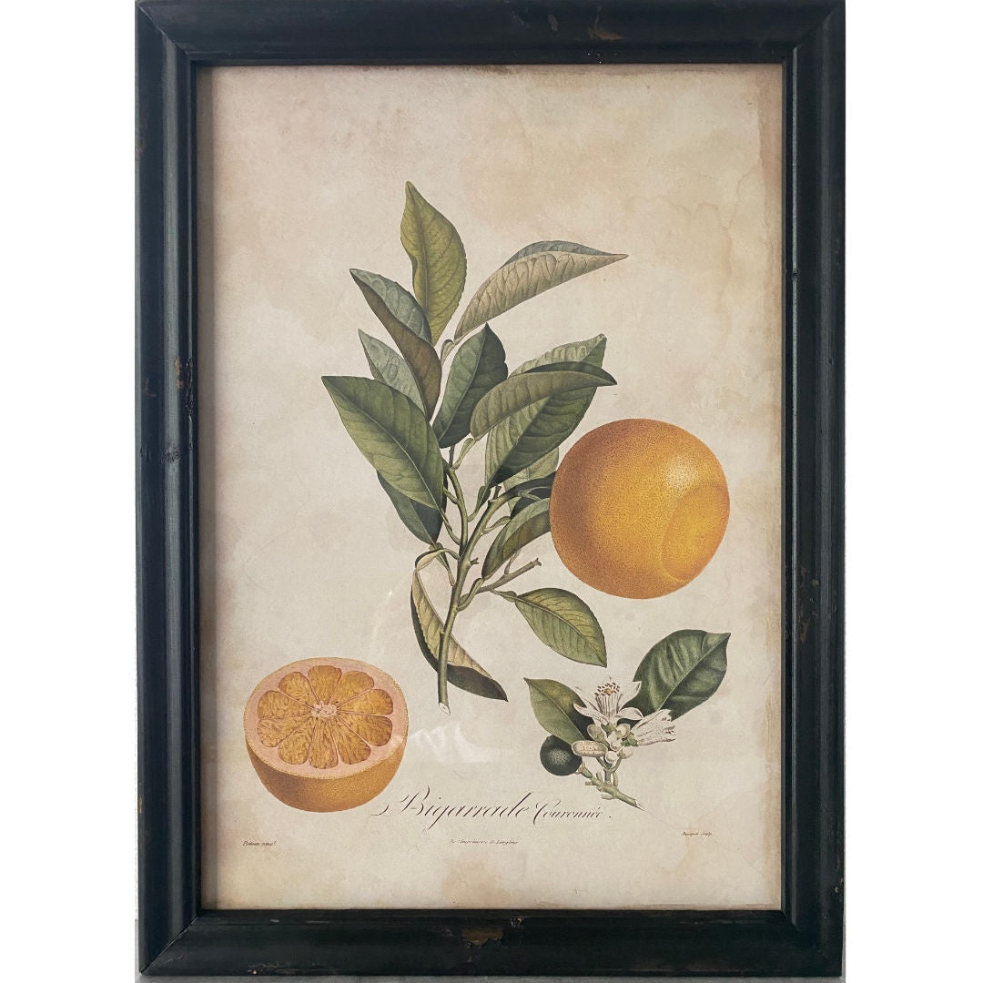 Framed Botanical Wall Art | B # Bigarrade Courenire
