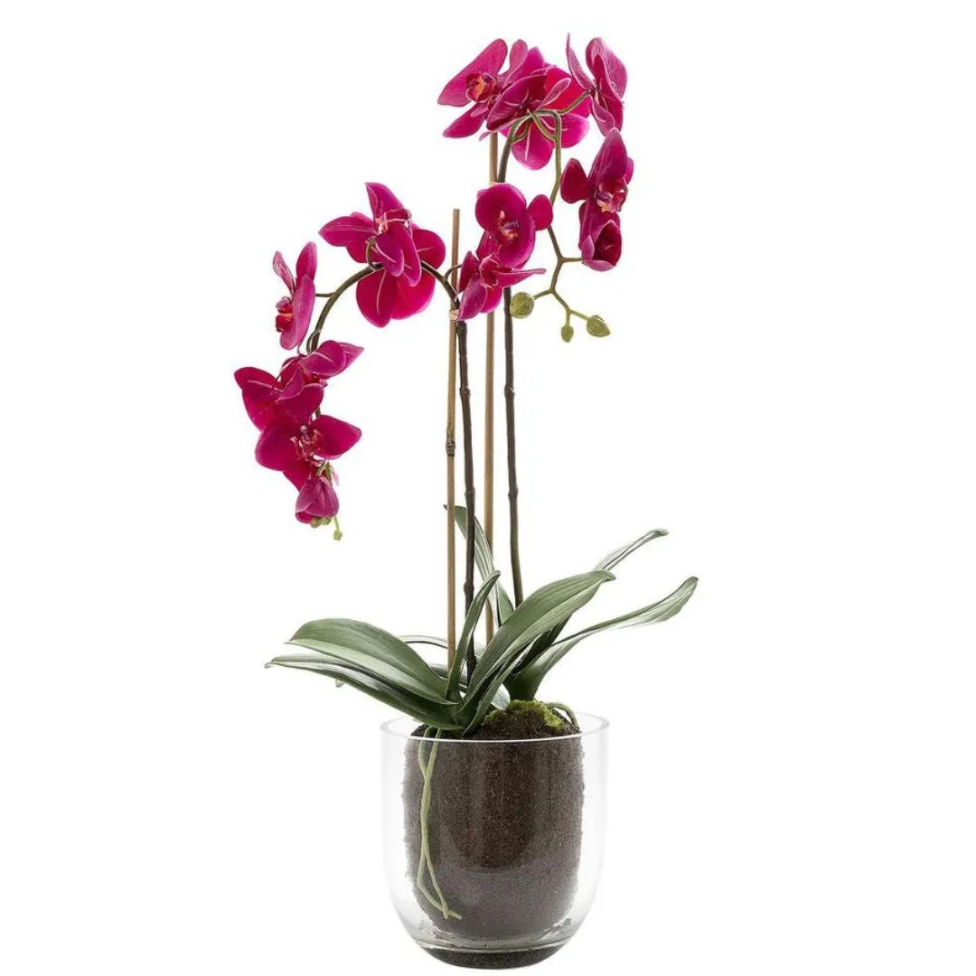 Fuchsia Orchid in Glass Vase | 80cm