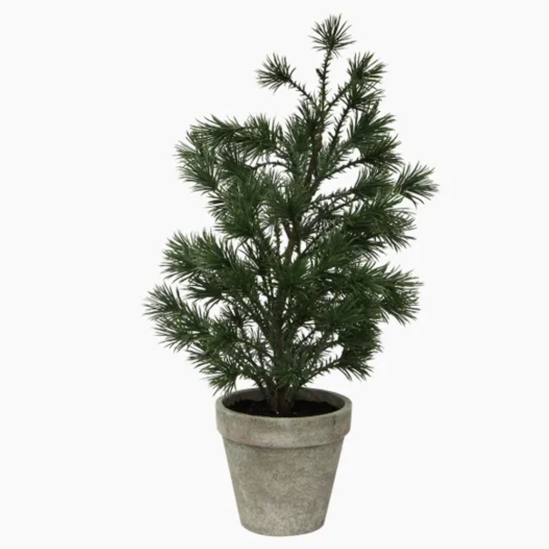 Small Table Pine Tree in Pot | 37cmH
