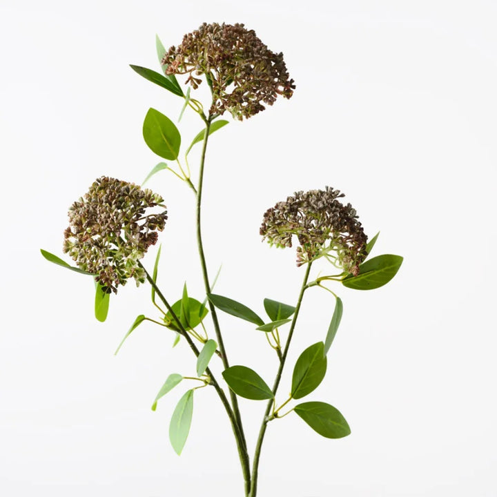 Angelica Spray Brown Green