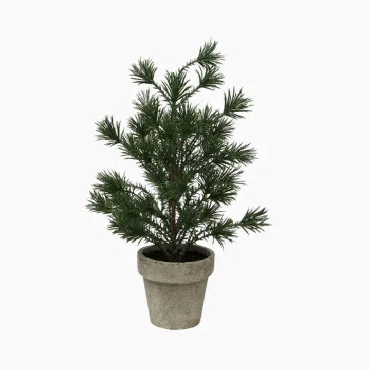 Baby Table Pine Tree in Pot | 30cmH