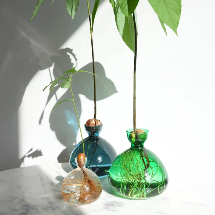 Acorn Propogation Vase | Coloured Emerald Green (Acorn not included)