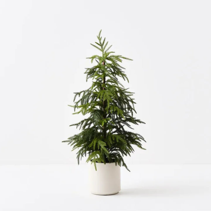 Norfolk Pine Tree in Pot 91cmH