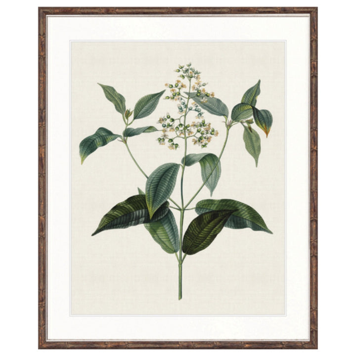 Floral Elegance IX | Brown Bamboo Frame (BOWRAL)