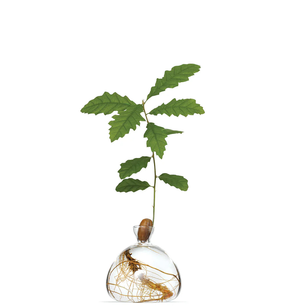 Acorn Propogation Vase | Clear Glass (Acorn not included)
