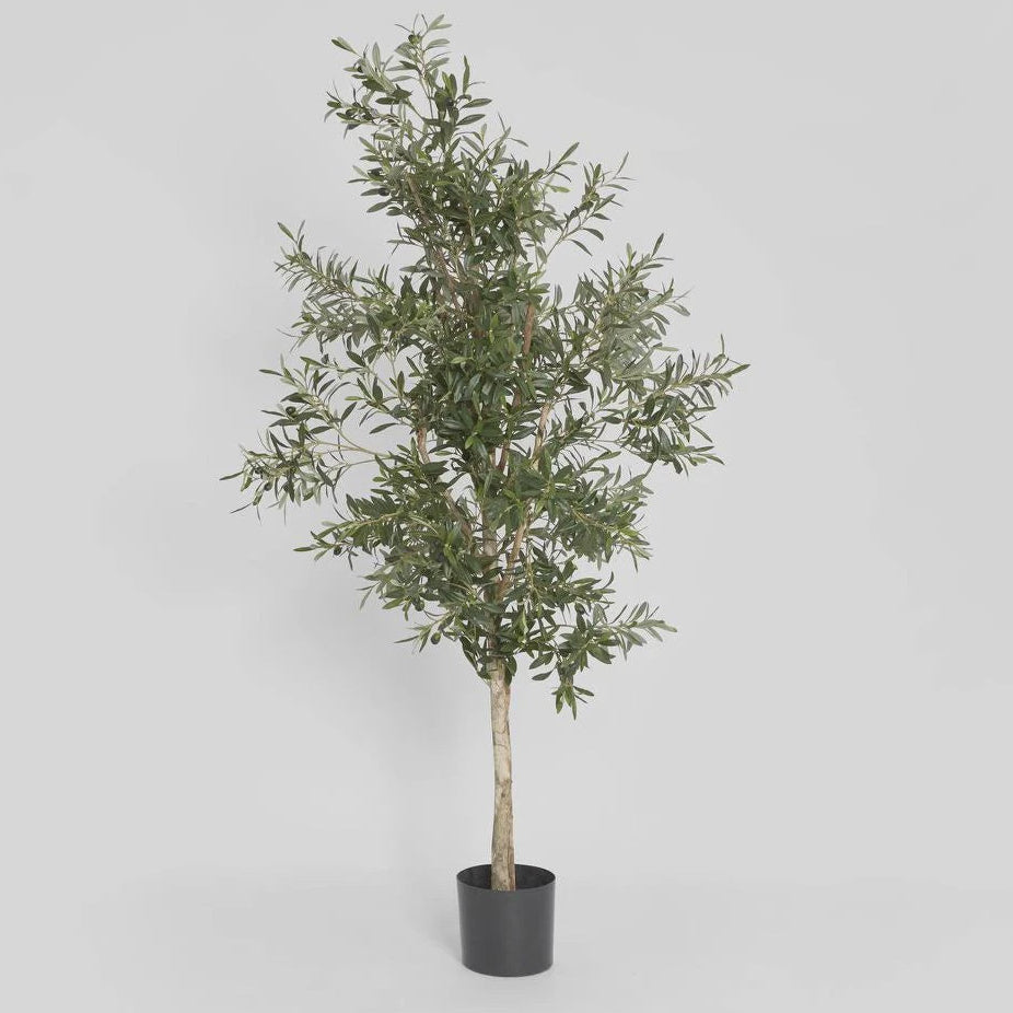 Faux Olive Tree | 170cmH
