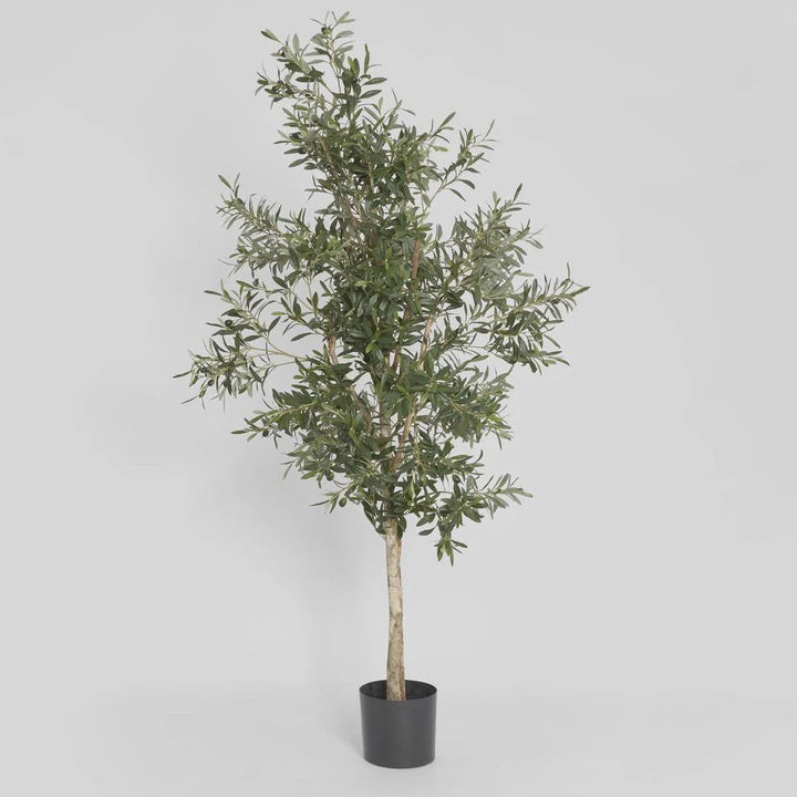 Faux Olive Tree | 170cmH