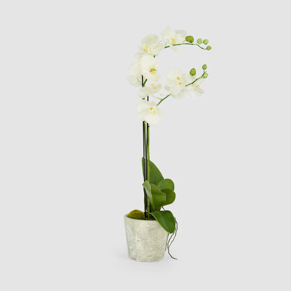 Faux Orchid in Clay Pot | White | 84cm