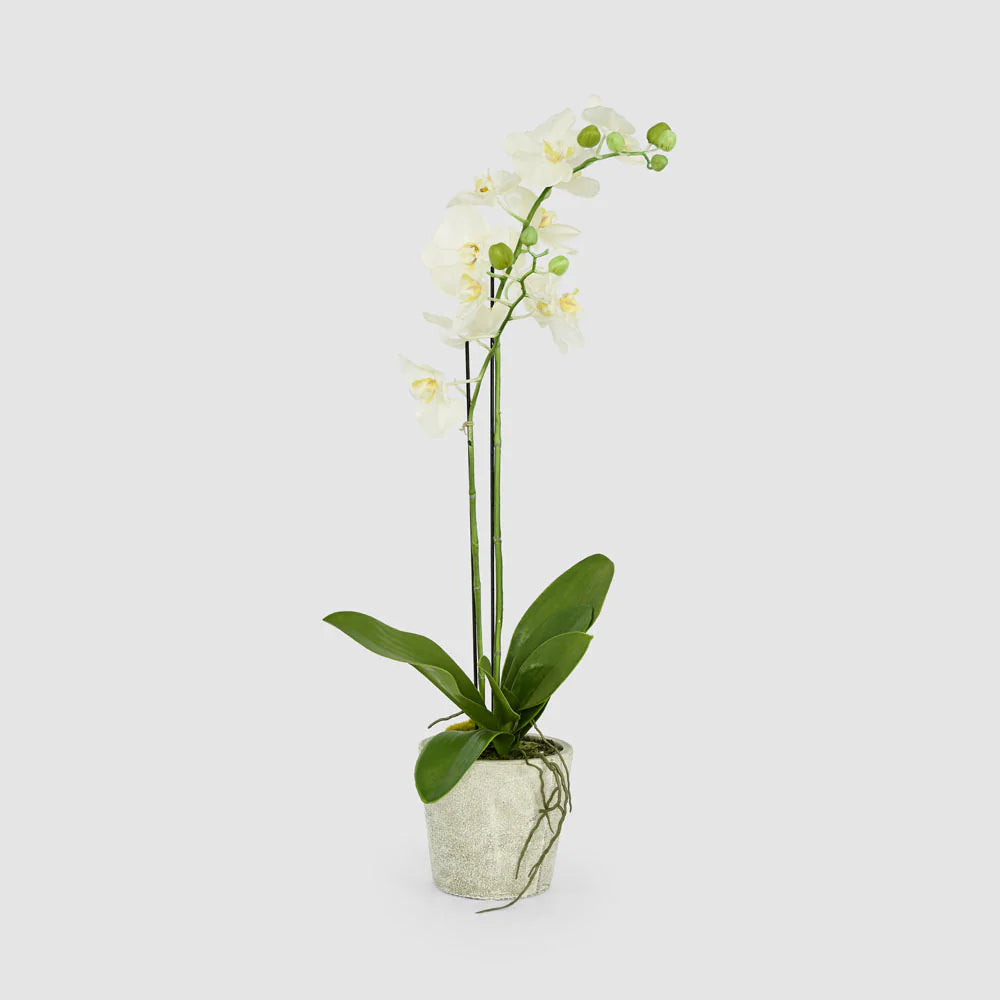 Faux Orchid in Clay Pot | White | 84cm