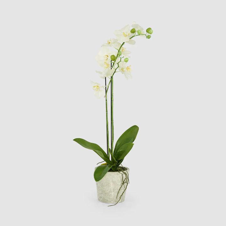 Faux Orchid in Clay Pot | White | 84cm