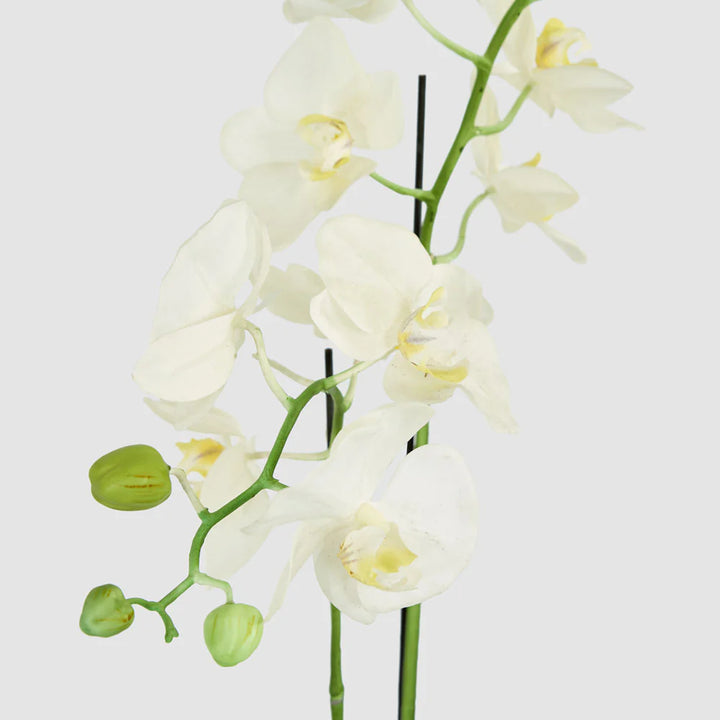 Faux Orchid in Clay Pot | White | 84cm