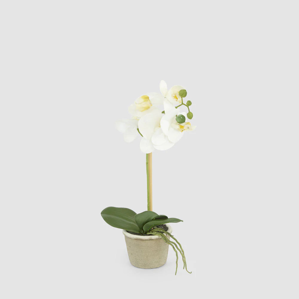 Faux Orchid in Grey Antiqued Stone Pot | 30cm | White