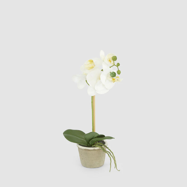 Faux Orchid in Grey Antiqued Stone Pot | 30cm | White