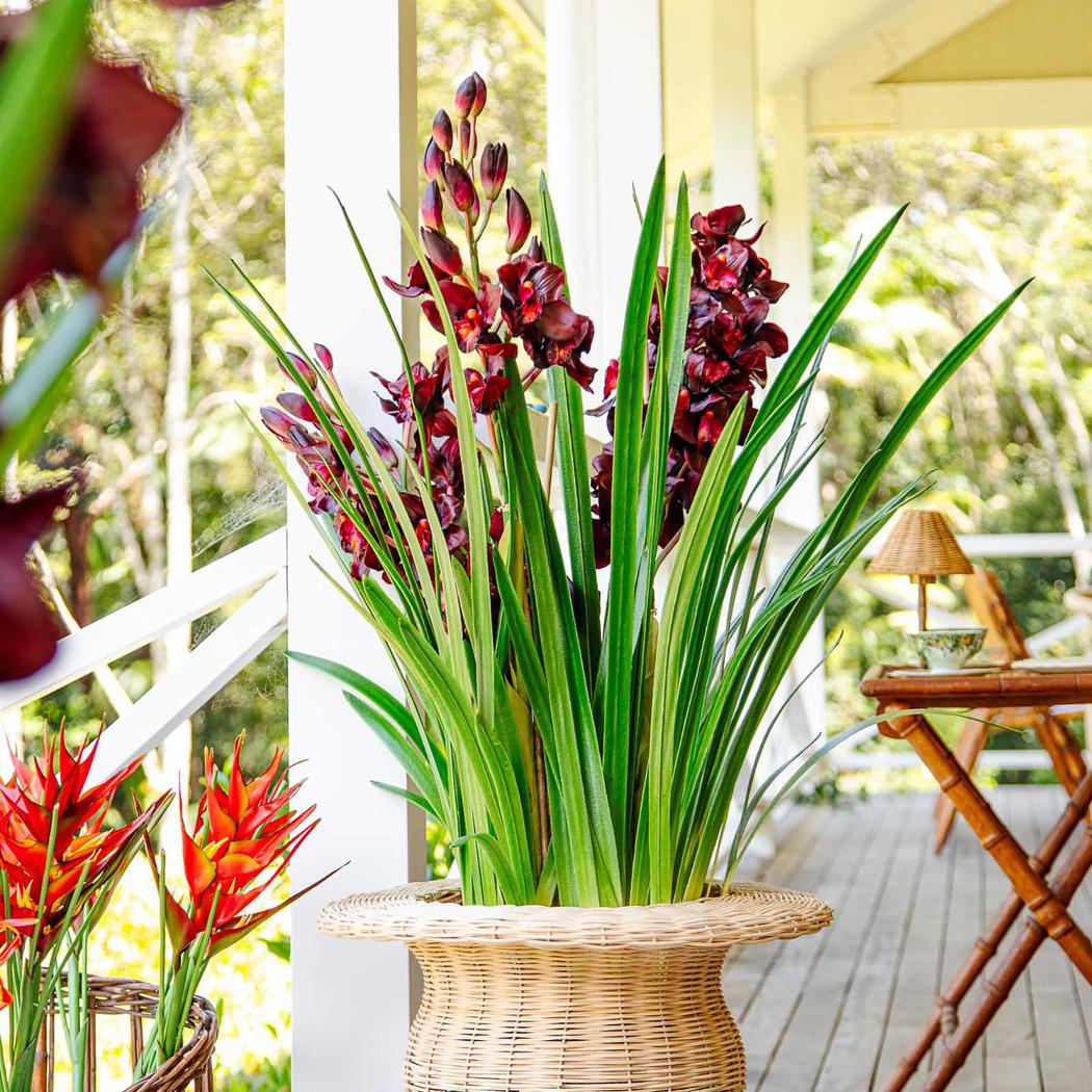 Faux Cymbidium in Giant Paper Pot | 1.1m Burgundy