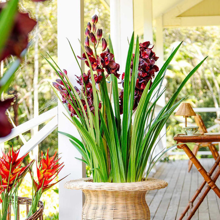 Faux Cymbidium in Giant Paper Pot | 1.1m Burgundy