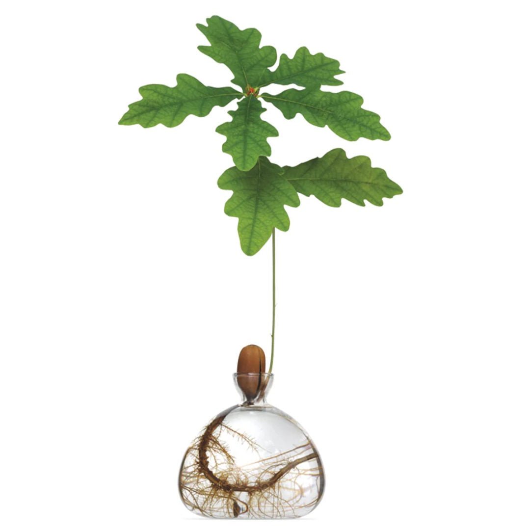 Acorn Propogation Vase | Clear Glass (Acorn not included) - Suzie Anderson Home