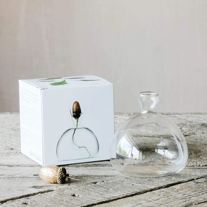 Acorn Propogation Vase | Clear Glass (Acorn not included) - Suzie Anderson Home