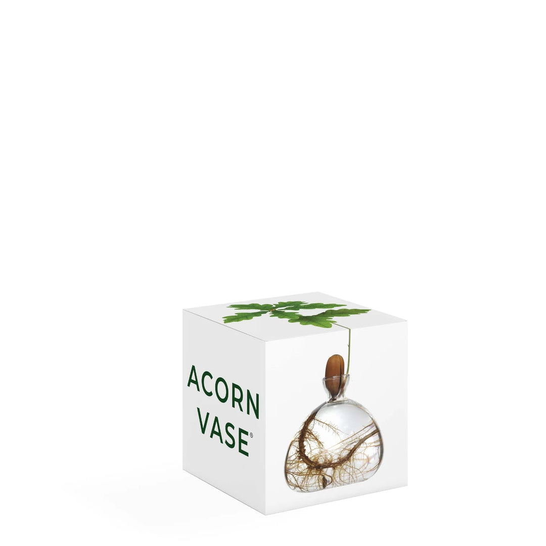 Acorn Propogation Vase | Clear Glass (Acorn not included) - Suzie Anderson Home