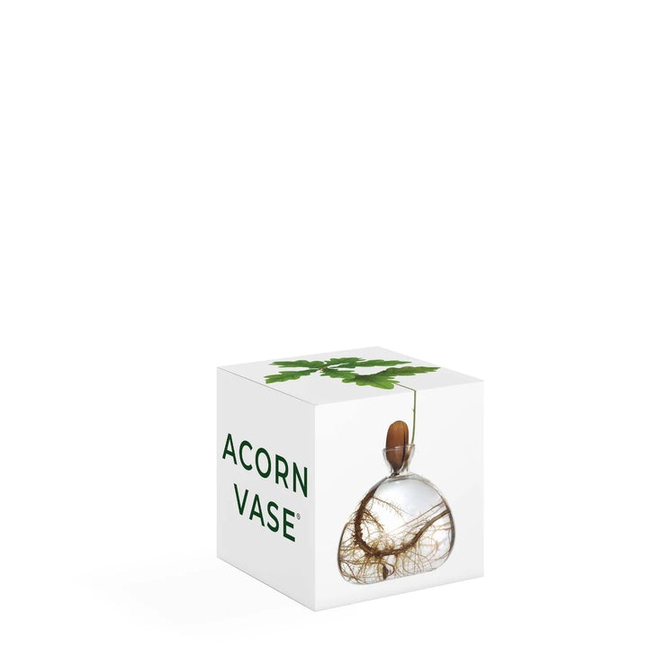 Acorn Propogation Vase | Clear Glass (Acorn not included) - Suzie Anderson Home