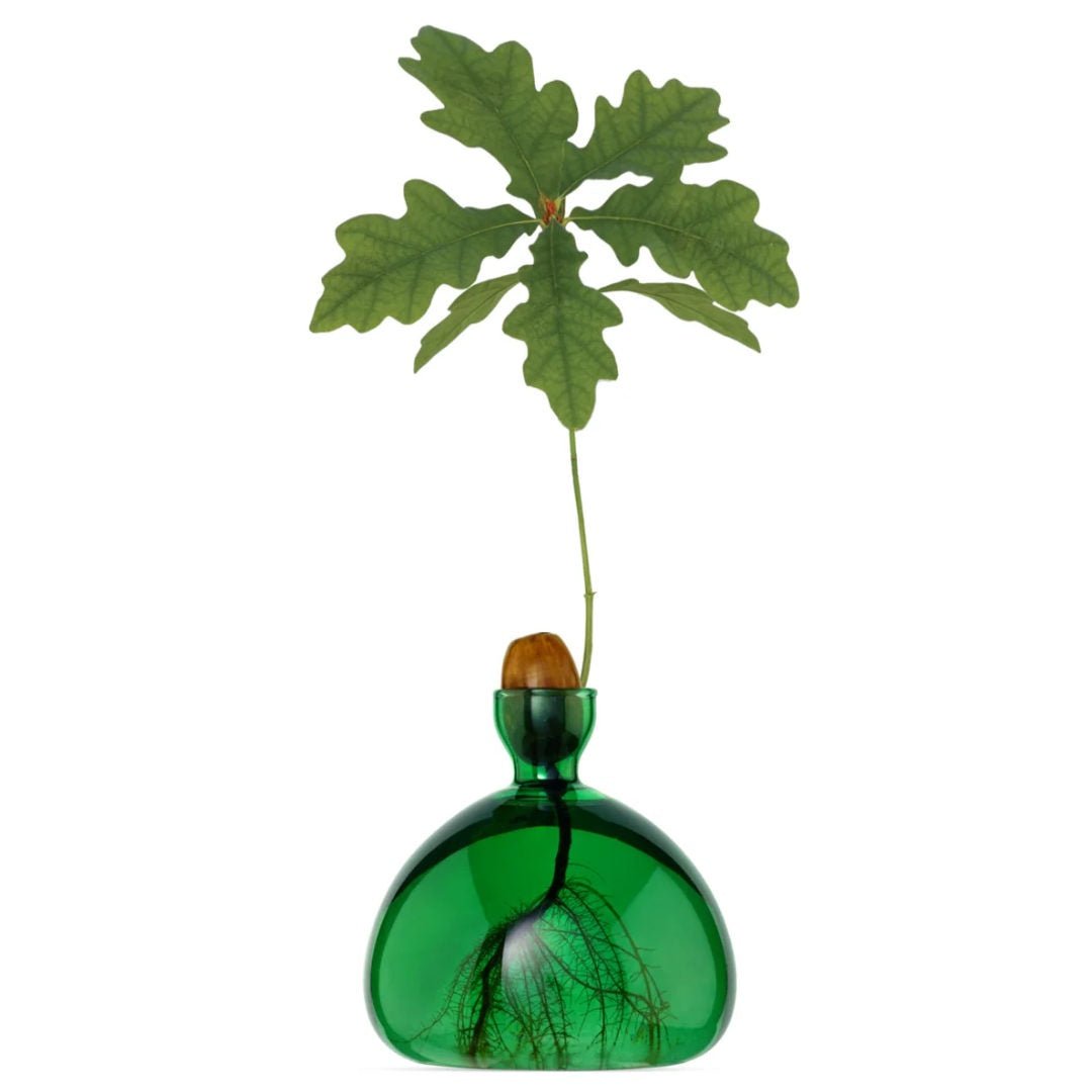 Acorn Propogation Vase | Coloured Emerald Green (Acorn not included) - Suzie Anderson Home