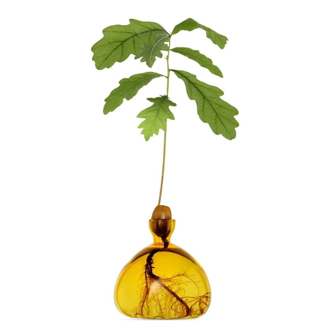 Acorn Propogation Vase | Coloured Mellow Yellow (Acorn not included) - Suzie Anderson Home