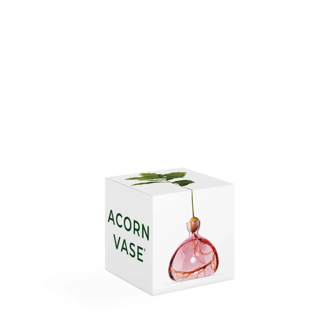 Acorn Propogation Vase | Coloured Rose Pink (Acorn not included) - Suzie Anderson Home