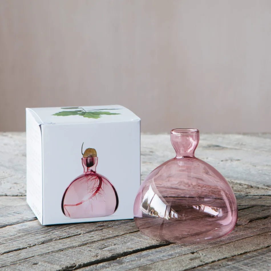 Acorn Propogation Vase | Coloured Rose Pink (Acorn not included) - Suzie Anderson Home