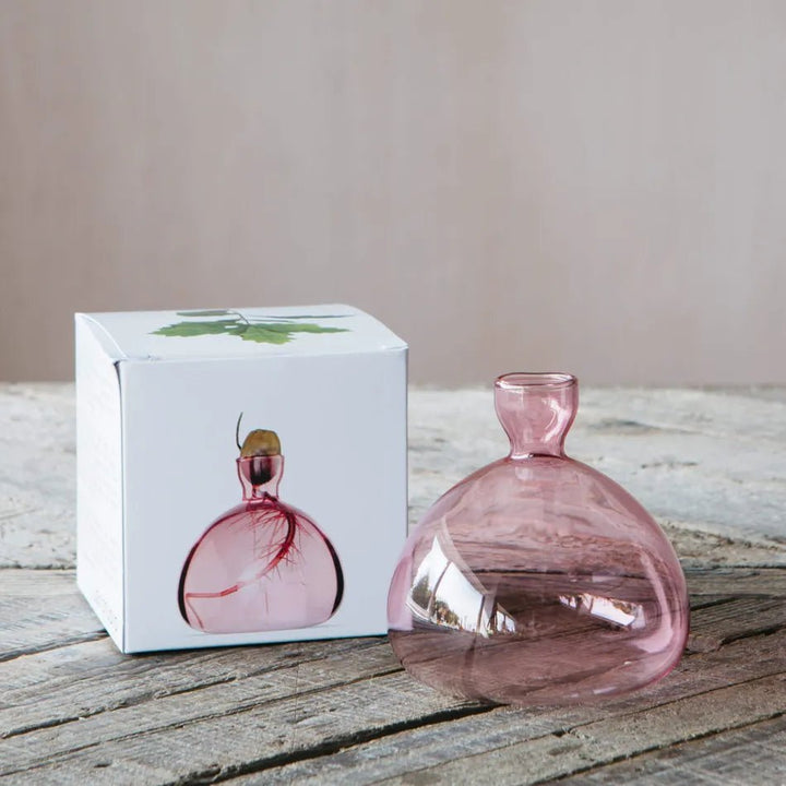 Acorn Propogation Vase | Coloured Rose Pink (Acorn not included) - Suzie Anderson Home