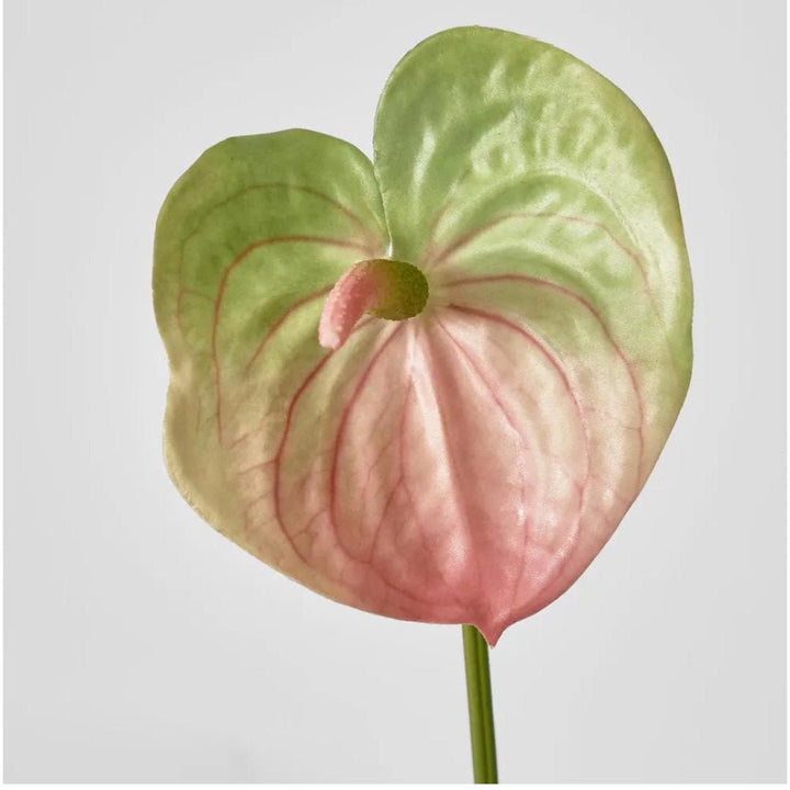 Anthirium Lily | Real Touch | Pink - Suzie Anderson Home