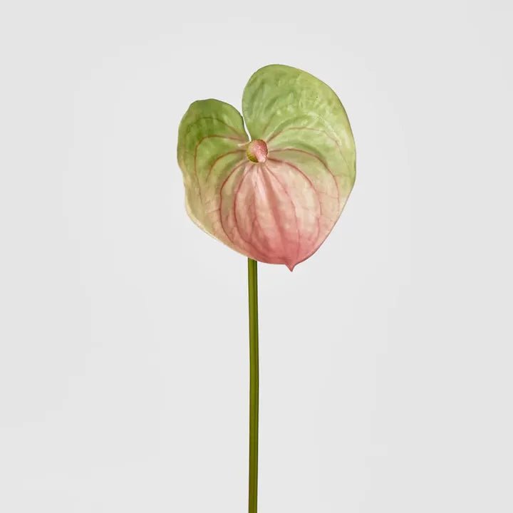 Anthirium Lily | Real Touch | Pink - Suzie Anderson Home