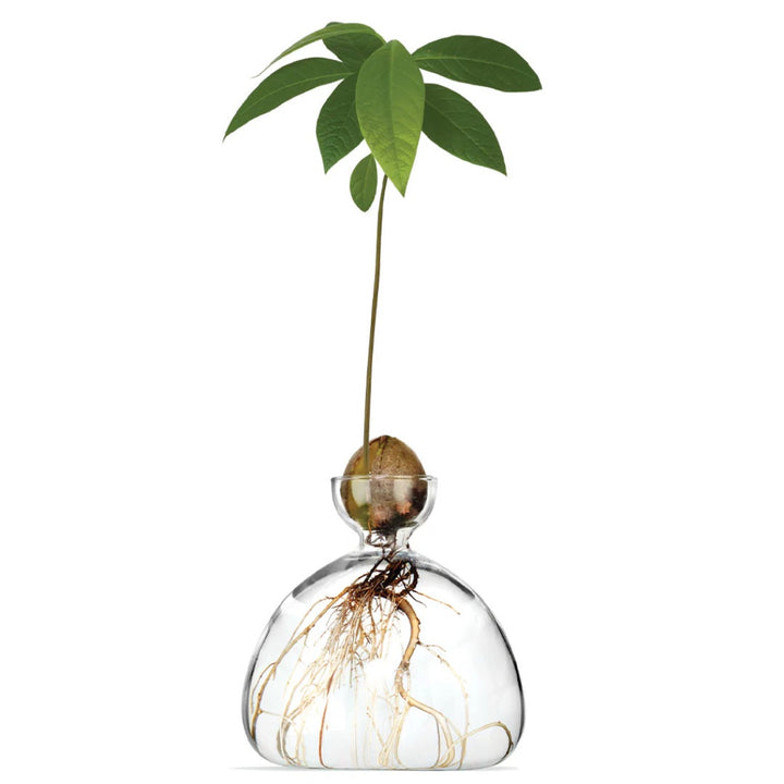 Avocado Propogation Vase | Clear Glass (Avocado seed not included)