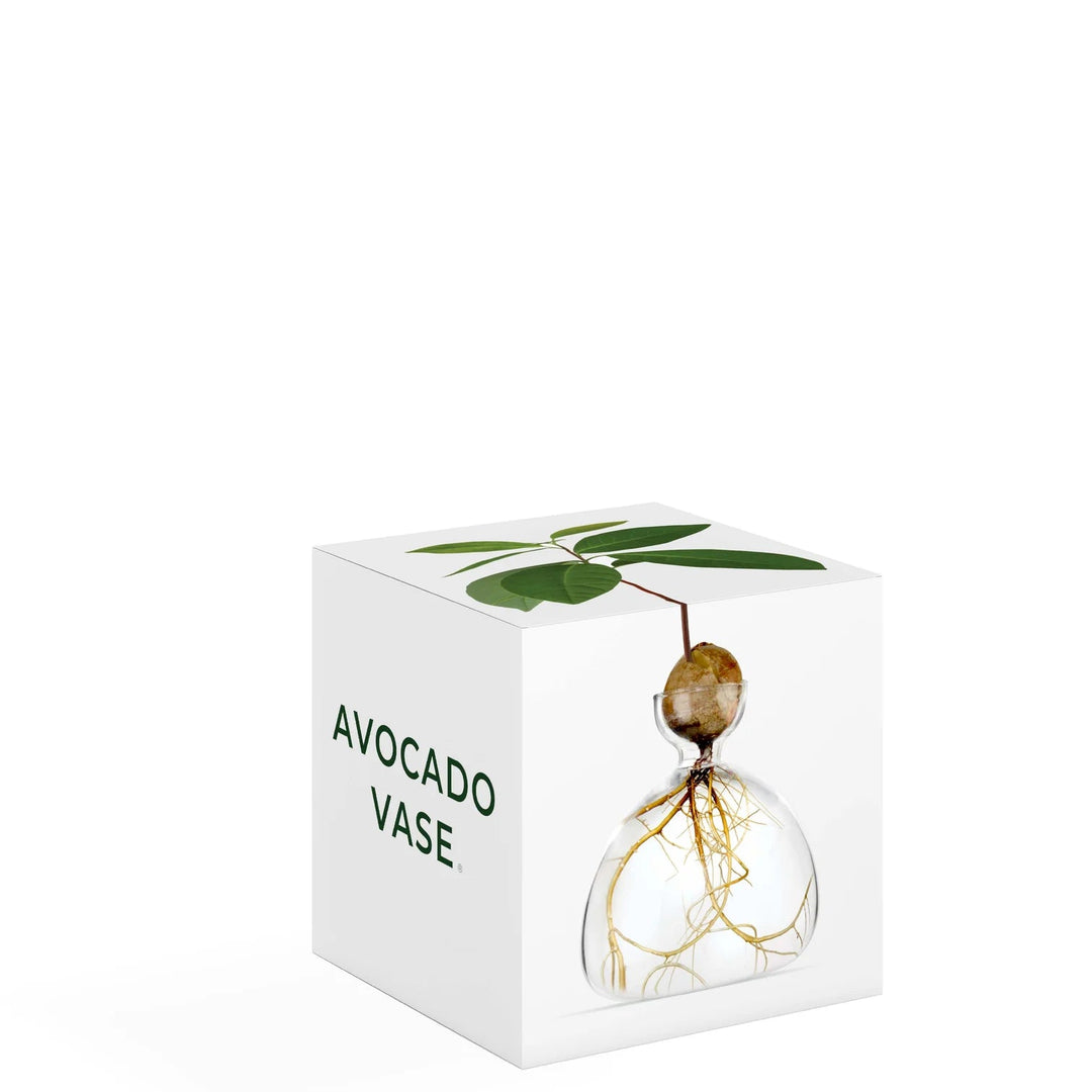 Avocado Propogation Vase | Clear Glass (Avocado seed not included) - Suzie Anderson Home