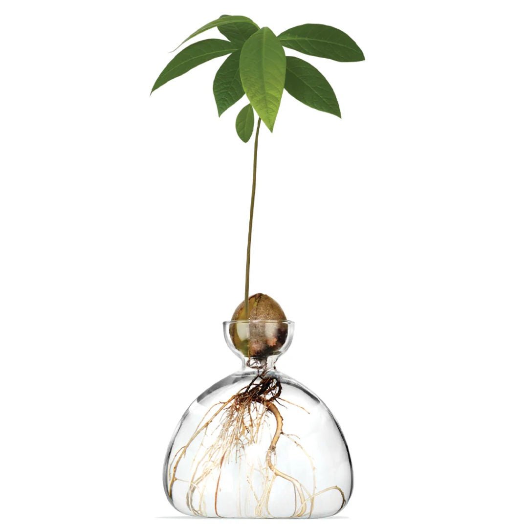 Avocado Propogation Vase | Clear Glass (Avocado seed not included) - Suzie Anderson Home