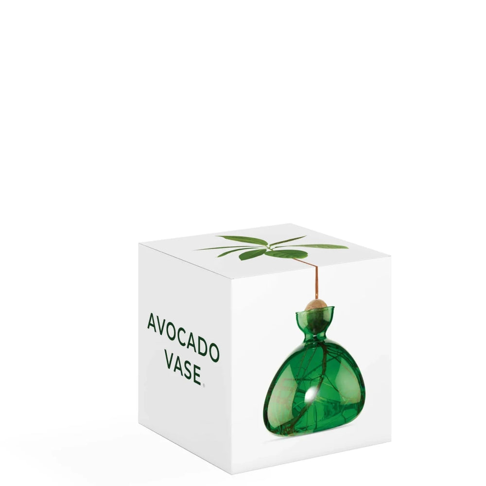 Avocado Propogation Vase | Coloured Emerald Green (Avocado seed not included) - Suzie Anderson Home