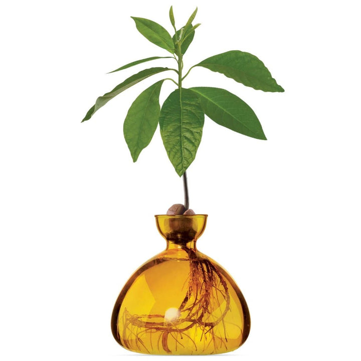 Avocado Propogation Vase | Coloured Mellow Yellow (Avocado seed not included) - Suzie Anderson Home