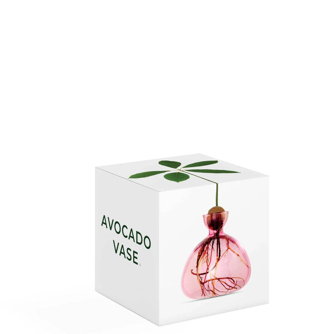 Avocado Propogation Vase | Coloured Rose Pink (Avocado seed not included) - Suzie Anderson Home
