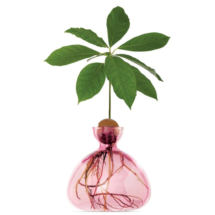 Avocado Propogation Vase | Coloured Rose Pink (Avocado seed not included) - Suzie Anderson Home