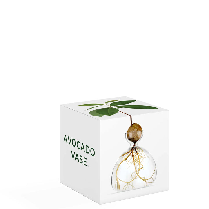 Avocado Propogation Vase | Clear Glass (Avocado seed not included)