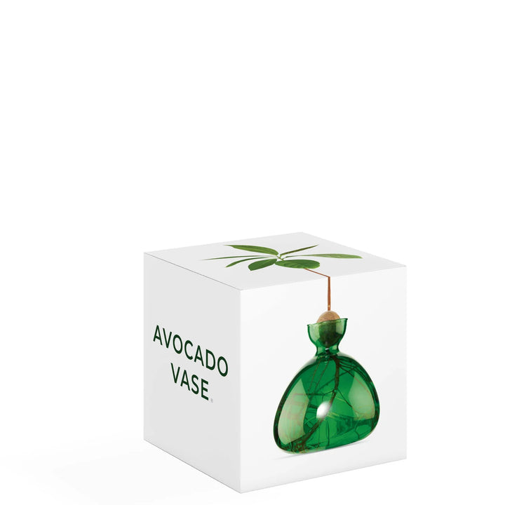 Avocado Propogation Vase | Coloured Emerald Green (Avocado seed not included)