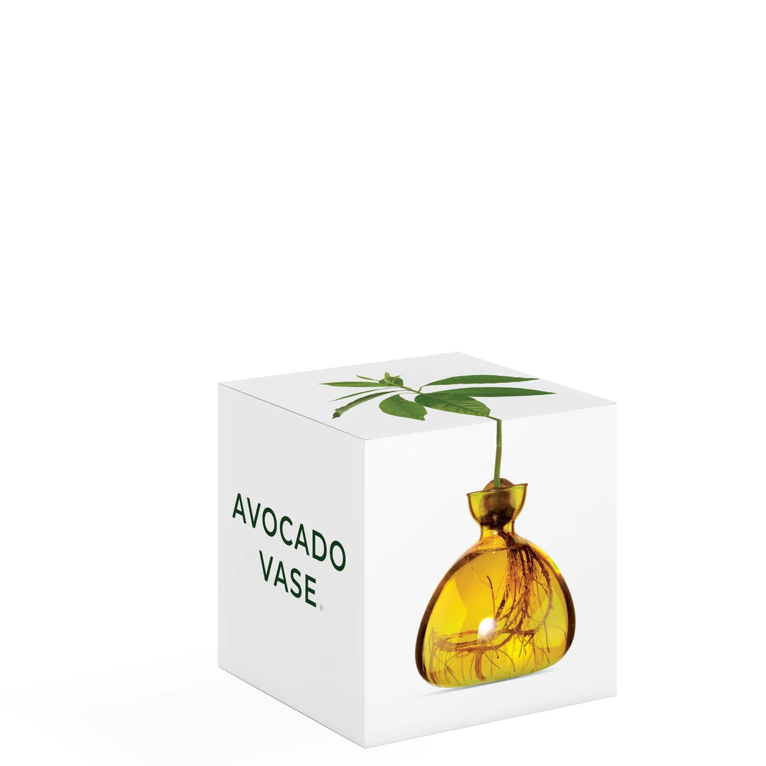 Avocado Propogation Vase | Coloured Mellow Yellow (Avocado seed not included)