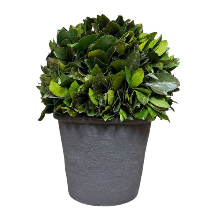 Preserved Holly Leaf Topiary in Custom Painted Pot