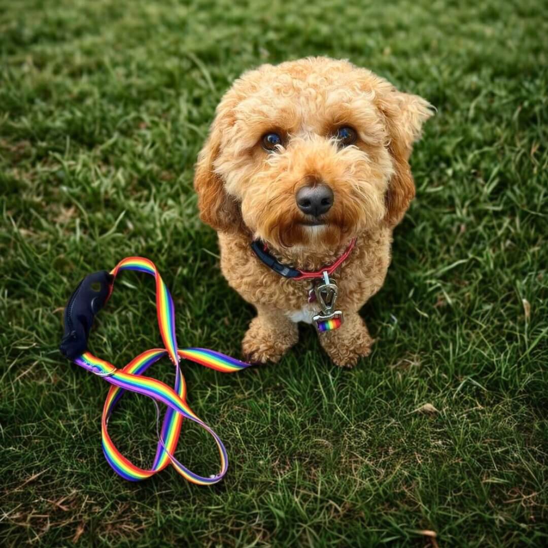 Ziippup  | Rainbow Dog Lead with Built in Pocket (BOWRAL)