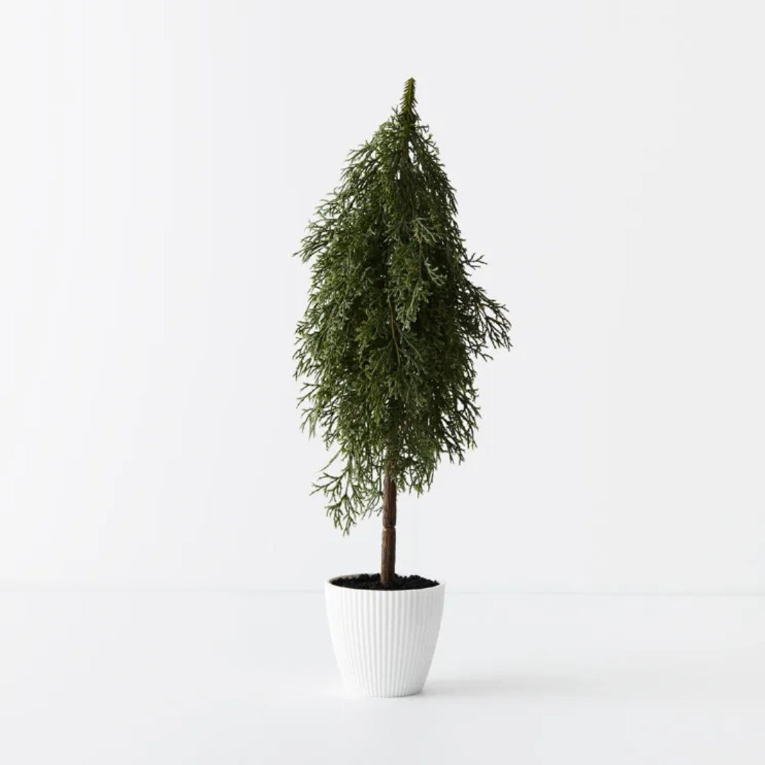 Cypress Pine Tree in Pot 50cmH