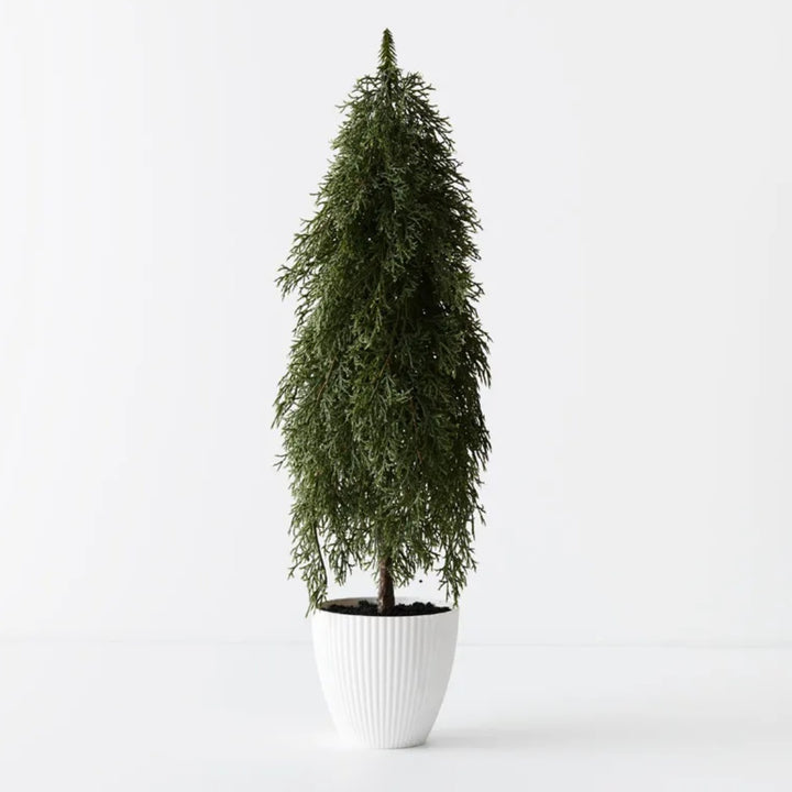 Cypress Pine Tree in Pot 58cmH